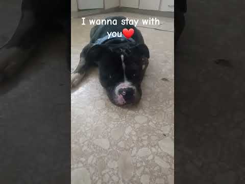 Spot Wants To Stay With You❤️||#cuteanimal#cutedog