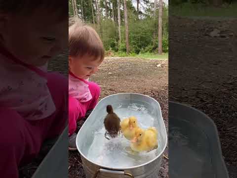 baby and ducklings 🎥 mamasoli_go