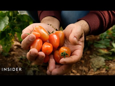 YouTube video thumbnail: Lebanon’s Farms Are Tackling The Food Crisis a Year After the Port Blast