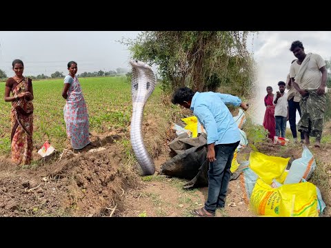 Indian spectacled venomous cobra snake rescue Gonegandla Polam lo {9966333589} WhatsApp