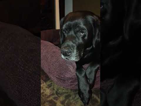 My sweet, perfect dog...is a thief! My dog steals pepperidge farm cookies.  And her brother snitches