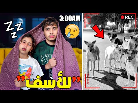 للأسف..بسبب الكلاب لم نستطيع النوم😴💔 (في الأخير أطعمنا 20 كلباً)🐶🦴