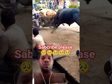 buld vs buld dabal attack animal lover #shorts #shortsfeed