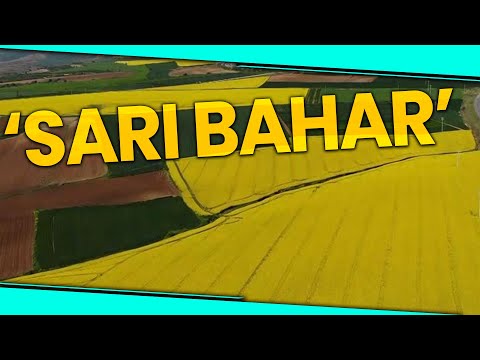Tekirdağ Sarıya Boyandı