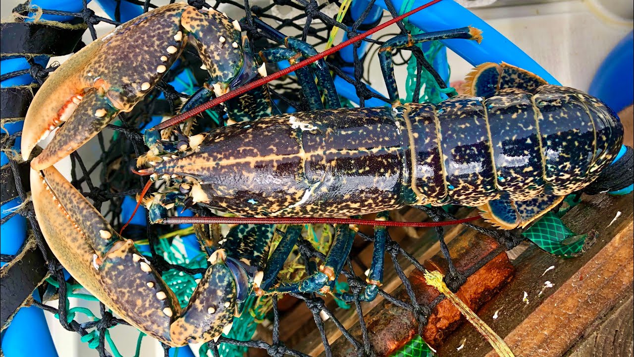 The Fish Locker - The Best Catches from our Lobster Pots in 2020 - The Fish Locker