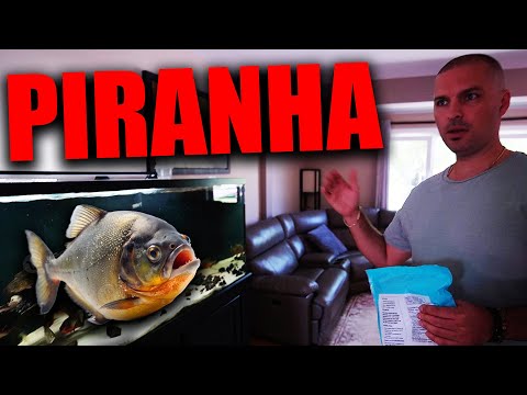 FAN AQUARIUM TOUR! Nems piranha FISH TANK! the king of DIY