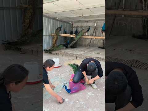 peacock help 🥹 in flaying is Man #birds#peacock#peacocklove#public#emotional#unitedstates#shortsfeed