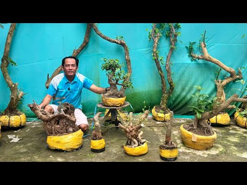 Thanh Lý Rẻ Lắm! KHOA TUẤN 21/7 Hoa Giấy, Si Rô, Sung Nếp, Túc Búp Đỏ, Vú Sữa, Cóc Thái, Thị Thơm