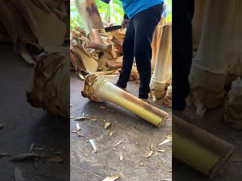 ชาวเวียดนามกินต้นมะพร้าว!!?#shortvideo #shorts