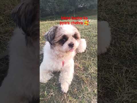 Es cute chehre per marte Hain Ham #ekmotahathighumechala #viralsong #love #emiway