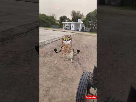 FUNNY Owl Dances Better Than Your Cat#owl #dance#catdance#cat #funny#memes#love #comedy#viral#shorts