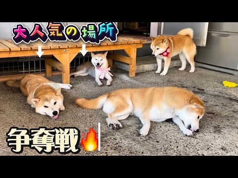 柴犬５匹の涼しい場所取り争奪戦が可愛すぎました
