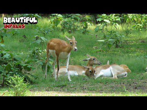 Magnificent Impalas Relaxing and Enjoying The Green Grass