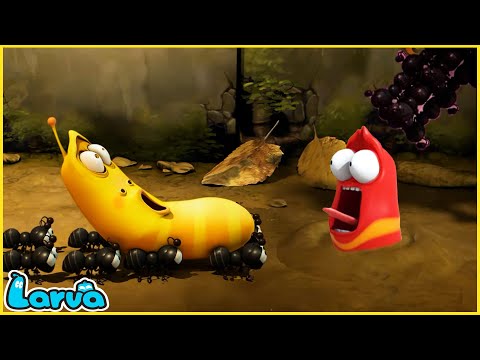 LARVA KIẾN - ẤU TRÙNG TINH NGHỊCH - PHIM HOẠT HÌNH LARVA MỚI NHẤT 2025