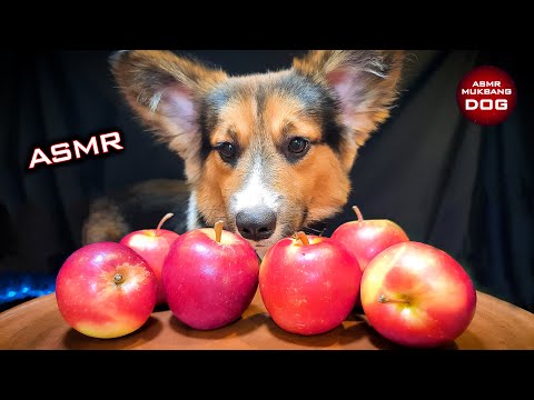 ASMR Mukbang Corgi Dog Eating Apple 🍎