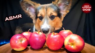 ASMR Mukbang Corgi Dog Eating Apple 🍎