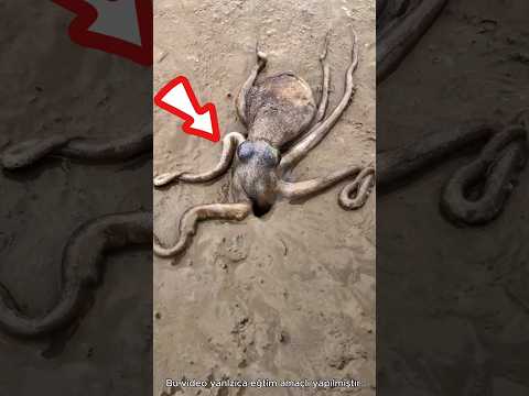 Ahtapotlar senden daha akıllı! 🐙🧠 (@渔人老蔡/dyn)