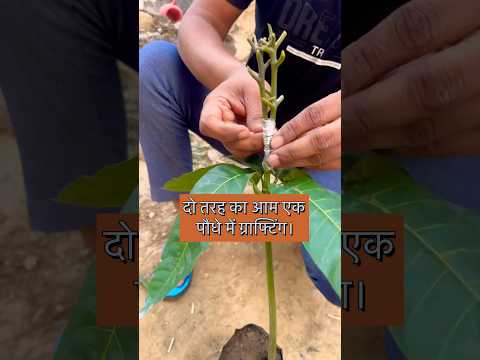 दो तरह का आम एक पौधे में ग्राफ्टिंग।#youtubeshorts #mangotreegrafting #indian_nursery_tips