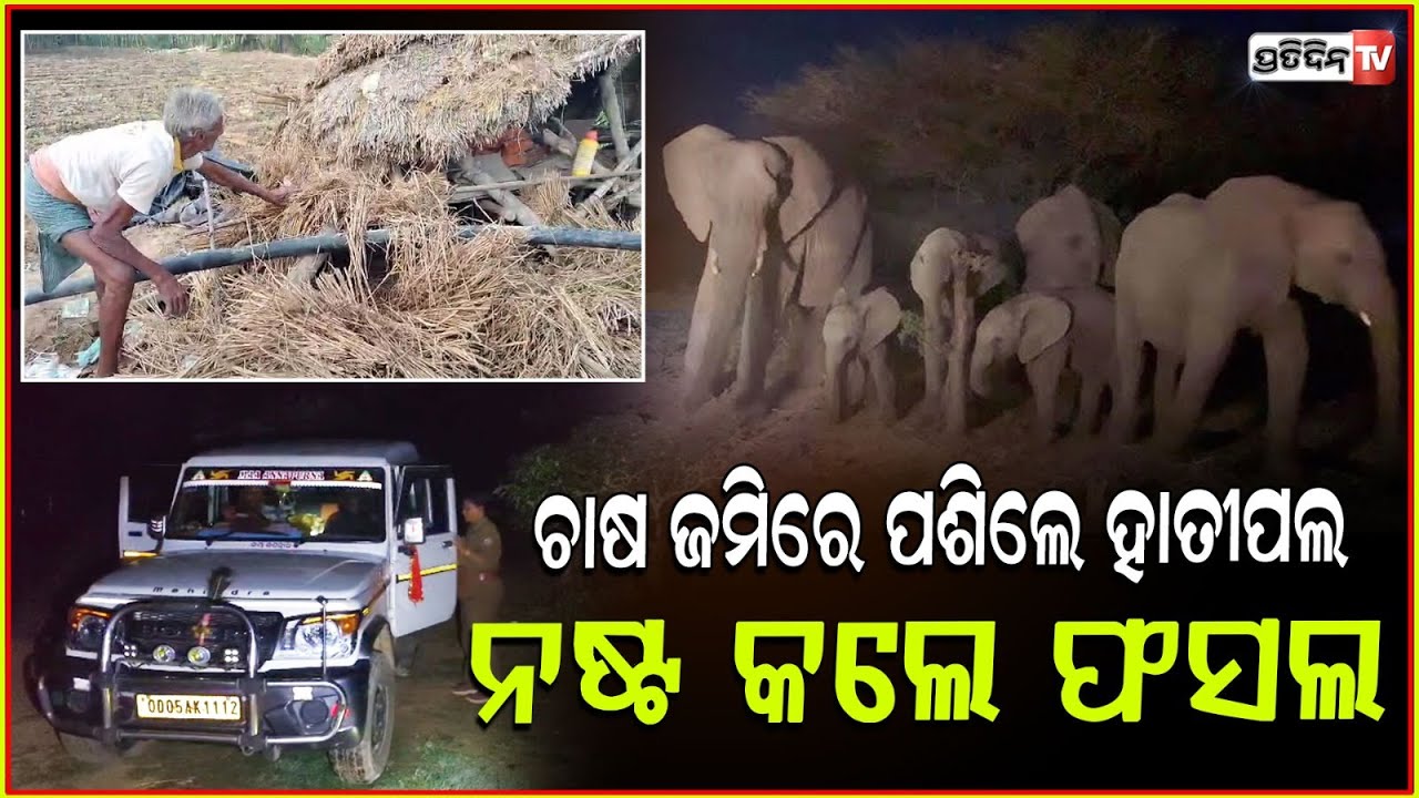 ରଣପୁରରେ ହାତୀ ଆତଙ୍କ, ଗାଁରେ ପସି ନଷ୍ଟକରୁଛନ୍ତି ରବି ଫସଲ l Elephant terror in Khordha