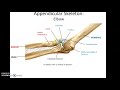Appendicular Skeleton and Related Concepts