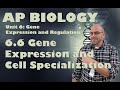 Gene Expression and Cell Specialization