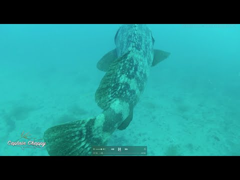 BIG Gulf of Mexico Sinkhole! Goliath Grouper, snapper, amberjack and more.