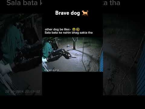 Victory anthem 😱 | dog version | #shortsfeed #shorts