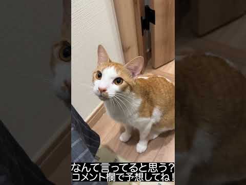 子猫の面白かわいい動画で癒やしと笑いをお届けします サムネイル