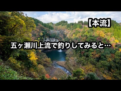 【本流】 増水し濁った五ヶ瀬川上流で釣れたのは…