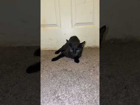 What da cat doin