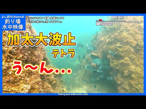 【う～ん…】テトラの手前はお魚はいるのか…！？ 和歌山県の釣り場  加太大波止テトラ  2025年9月  秋の水中映像  No.432
