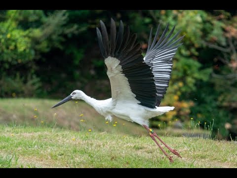 【石川県津幡町】20260424~コウノトリLIVEカメラ