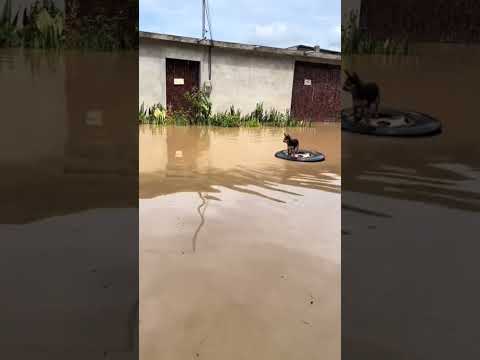 DOG WRECKED FROM THE TITANIC