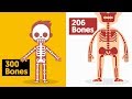 Understanding Bones in Babies and Adults
