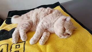 Kater wird misshandelt – UNGLAUBLICH!