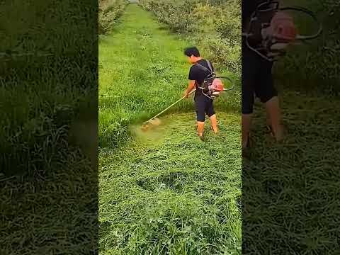 Alat pemotong rumput yang sangat bagus dan presisi #shorts #shortsvideo