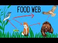Ecosystem Energy and Organism Roles