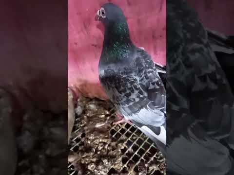 Tinira pa ng Daga 😭🥺😢 #alburoloft #idol #kalapatids