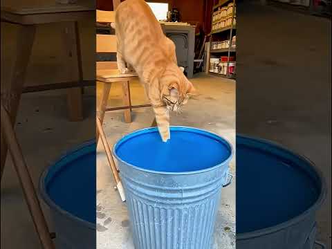 NO LE DIGAN A KAREN #parody