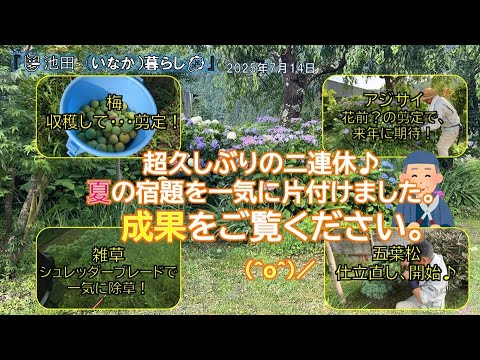【庭Log】25.7.14 二連休で片付けた夏の宿題!その成果をご覧ください♪ 見てほしいのは、除草、梅しごと、アジサイ、五葉松 (^o^)/