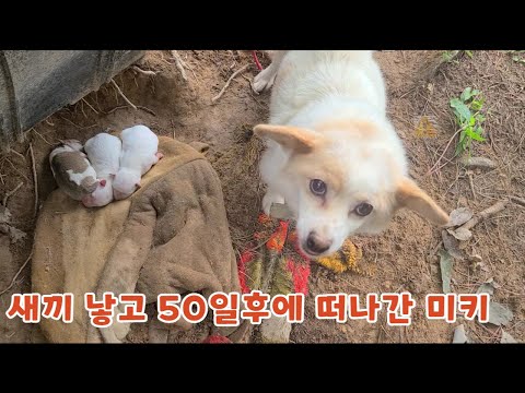 산속에서 혼자 새끼낳고 나를 기다리던 어미개 . 이게 마지막 모습이 될줄이야 .