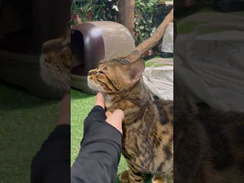 撫でられてる時はおとなしいお転婆にゃんこ様【#京都ひょう猫の森 】