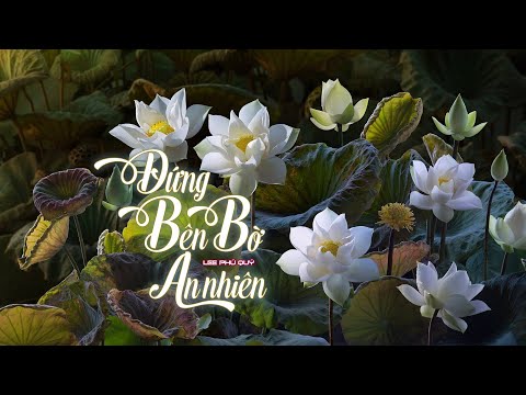 Đứng Bên Bờ An Nhiên – Cổ Phong Việt Nam – Lee Phú Quý ♬Đức tính thuần khiết không nhiễm của hoa sen