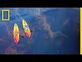 Marine Life and Kelp Forests