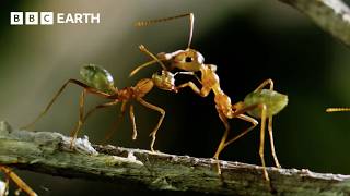 Two Hours of Breathtaking Wildlife Scenes Narrated by David Attenborough | BBC Earth