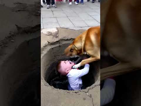 Brave and loving dog saves child from drowningใPlease give the dog a thumbs up