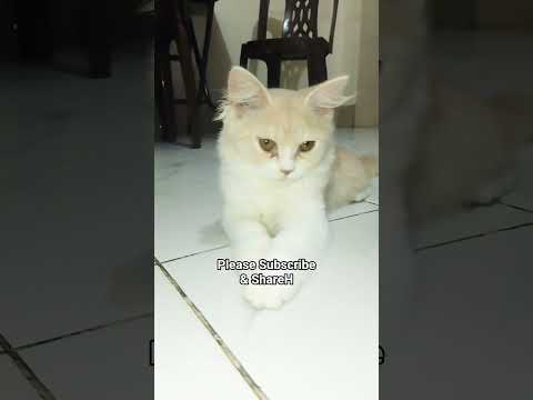 Cat videos |  Mochi |  Kitty meowing #cat #cutecates #kitten #cute #shorts #shorts #shotfeed #viral