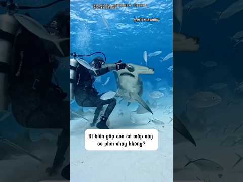 9 loài cá mập dưới đại dương, bạn biết được bao nhiêu loài? 🦈