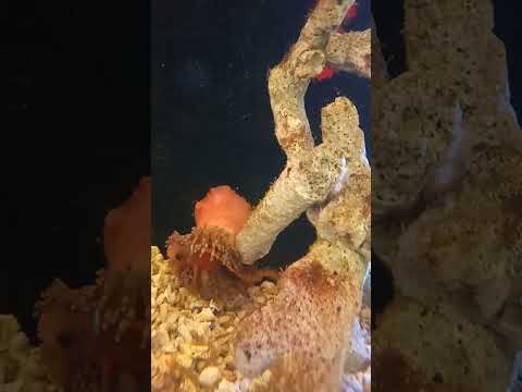 Finding Nemo Chapter 1 #nemo #dori #findingnemo #findingdory  #doryfish #nemofish