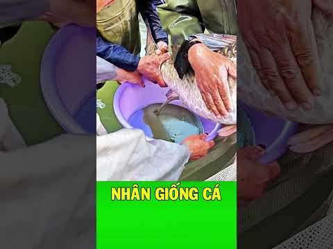 Bí kíp đỡ đẻ cá chép